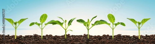 Row of young green plants sprouting in fertile soil under a bright sky, symbolizing growth, new beginnings, and agriculture.