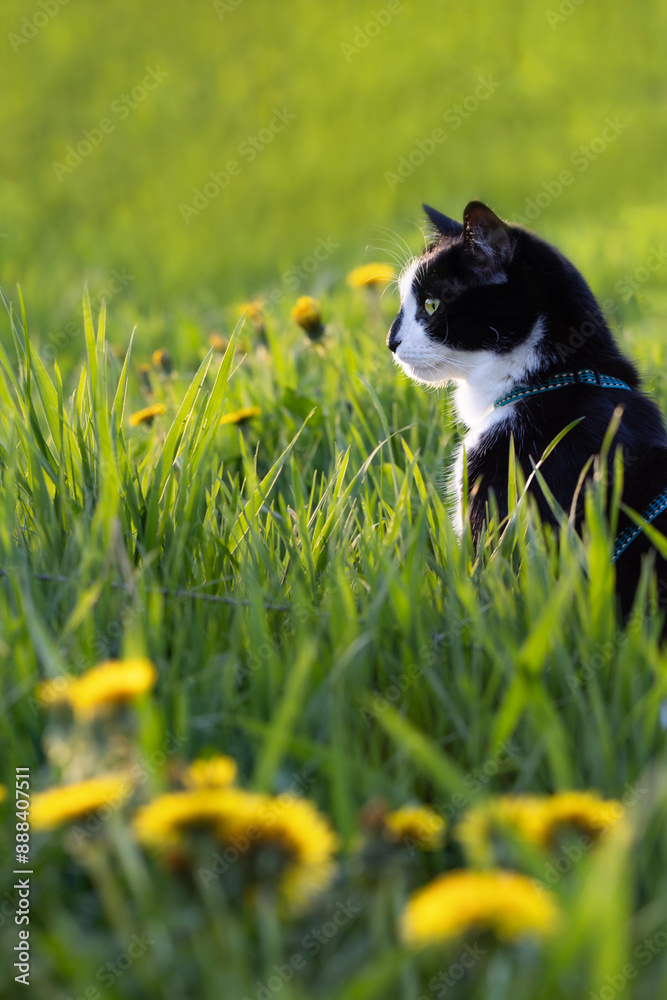 a black and white cat sits in a field of dandelions a black and white cat sits in a field of dandelions
