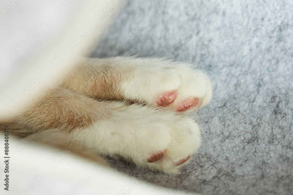 Marbled or Blotched Orange Cream Tabby Household Cat Marbled or Blotched Orange Cream Tabby Household Cat