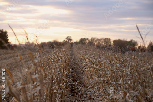 Fototapeta Naklejka Na Ścianę i Meble -  corn field at sunset