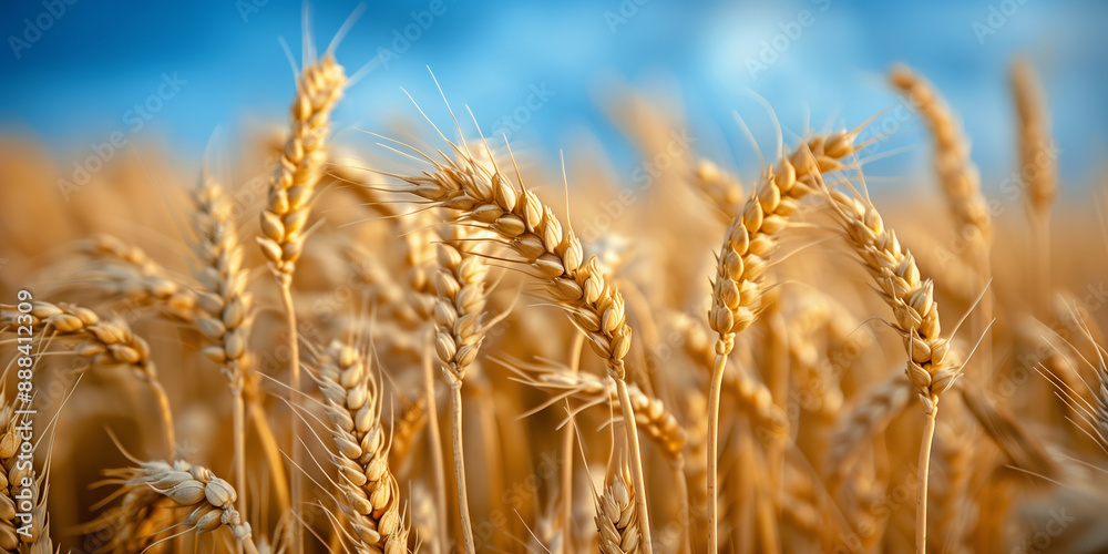 field of yellow wheat, blue sky, flag of Ukraine, banner copy space. Day of the National Flag, Day of Unity, Constitution, Ukrainian Statehood, Independence, Defenders Defendresses, Armed Forces field of yellow wheat, blue sky, flag of Ukraine, banner copy space. Day of the National Flag, Day of Unity, Constitution, Ukrainian Statehood, Independence, Defenders Defendresses, Armed Forces
