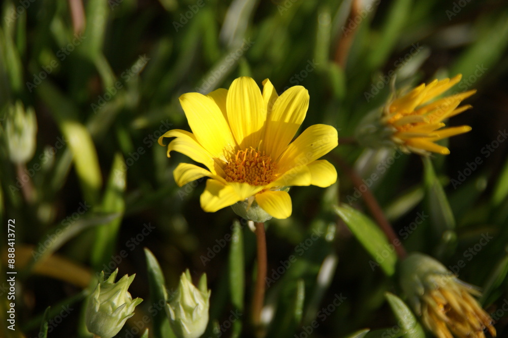 Yellow Blooming Sea Dahlia of Southern California Yellow Blooming Sea Dahlia of Southern California