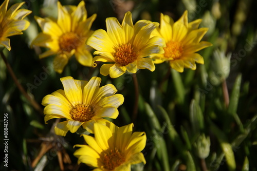 Yellow Blooming Sea Dahlia of Southern California 