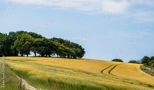 field and sky with trees