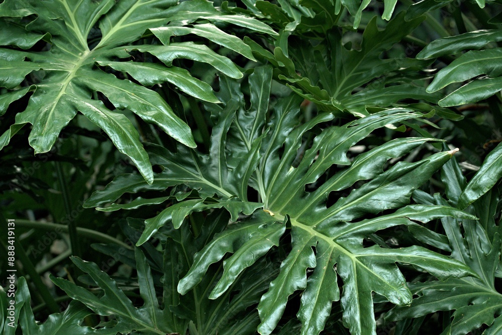 close up of a plant