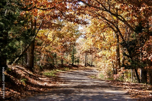 Autumn Path Hike Among the Colorful Leaves in Fall