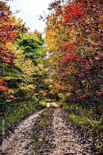 Autumn Path Hike Among the Colorful Leaves in Fall