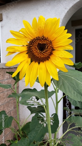Sunflower with a Naturally Occurring Heart in the Center