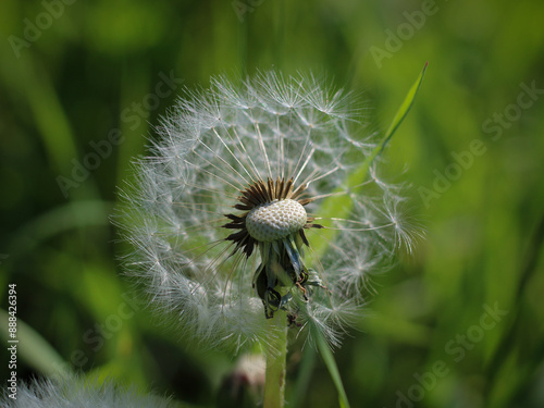 Dandelion