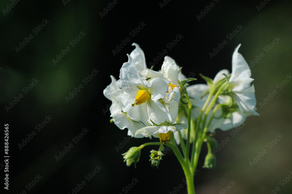 Fototapeta premium white and yellow flower