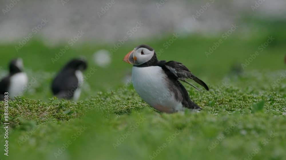 Puffin flapping its wings while on. the ground with other puffins in the background Puffin flapping its wings while on. the ground with other puffins in the background