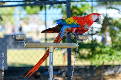 Scarlet Macaw - Close up detail of scarlet macaw