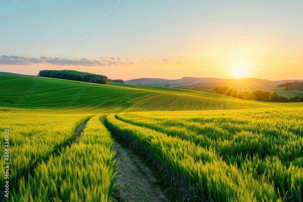 Fototapeta premium Golden Field Path at Sunset