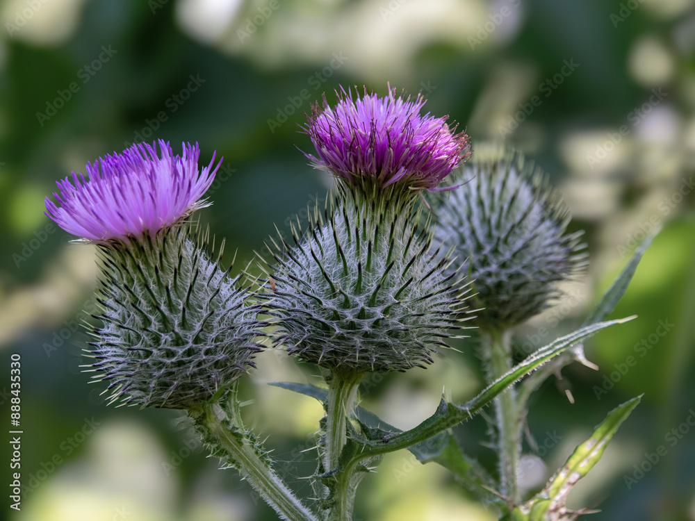 Purple spear thistle flowers, Cirsium vulgare Purple spear thistle flowers, Cirsium vulgare