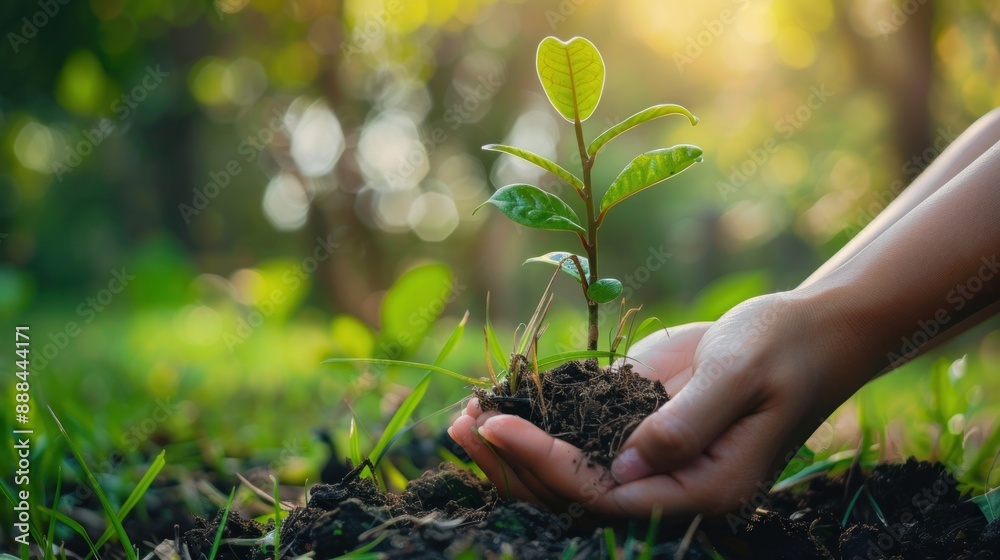 Fototapeta premium Hands Holding a Seedling