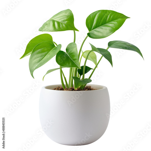 Pothos in white pot isolated on transparent background	