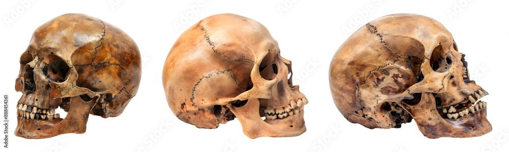 Set of Human skull on transparent background Set of Human skull on transparent background