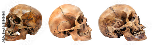 Set of Human skull on transparent background