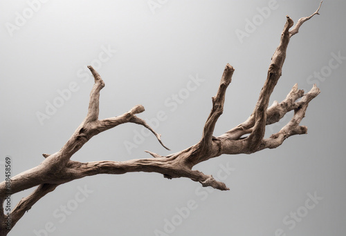 Dry twisted jungle branch isolated on transparent background