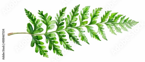 A hornwort leaf visualized with unique watercolor shapes isolate on white background