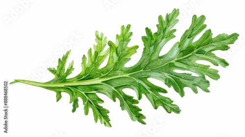 An algae leaf visualized with soft watercolor details isolate on white background