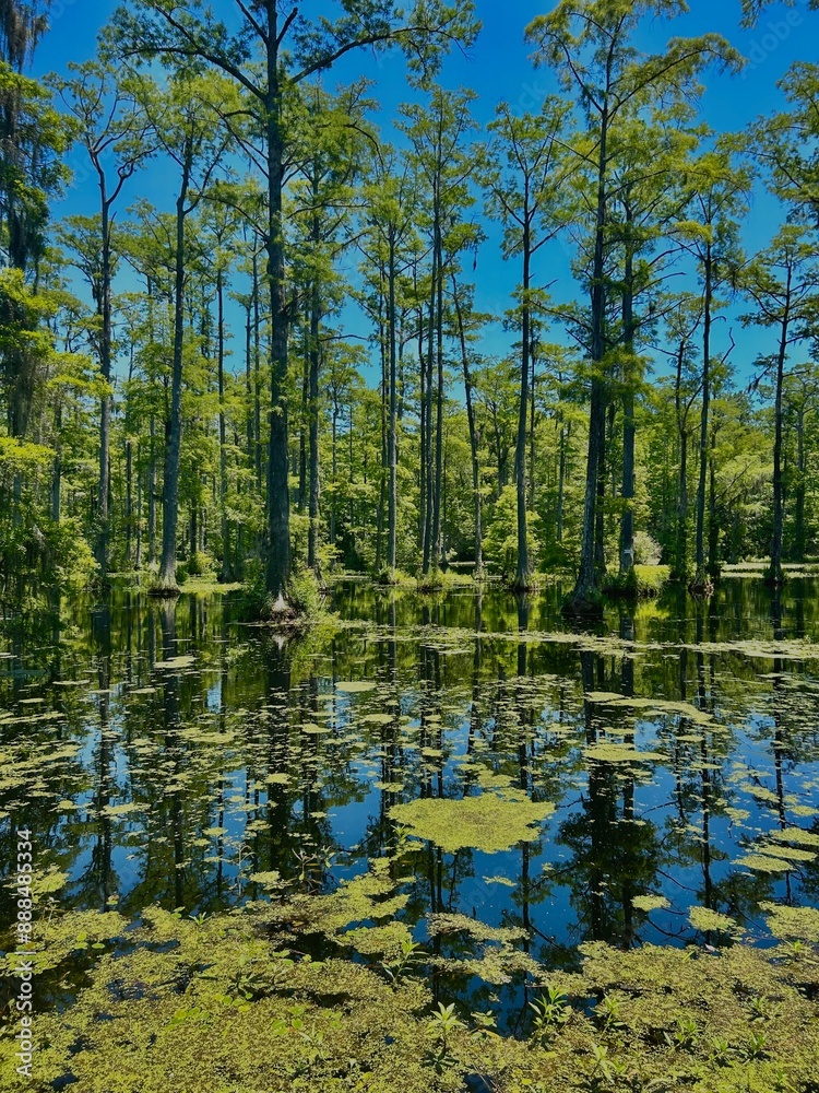 Swamp Swamp