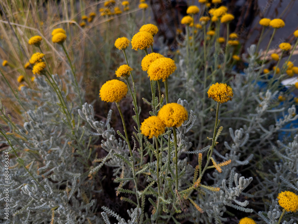 Yellow Lavender-cotton flowers ( Santolina chamaecyparissus), Edinburgh, Scotland Yellow Lavender-cotton flowers ( Santolina chamaecyparissus), Edinburgh, Scotland