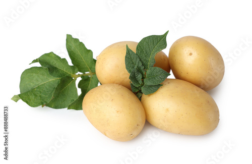 Fresh raw potatoes and green leaves isolated on white