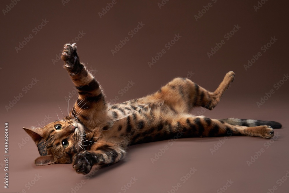 Obraz premium A frolicsome Bengal cat rolls over, reaching out with its paws, eyes sparkling with mischief