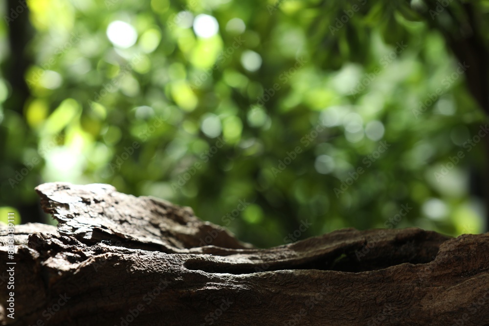 Beautiful tree branch and green leaves outdoors, closeup Beautiful tree branch and green leaves outdoors, closeup