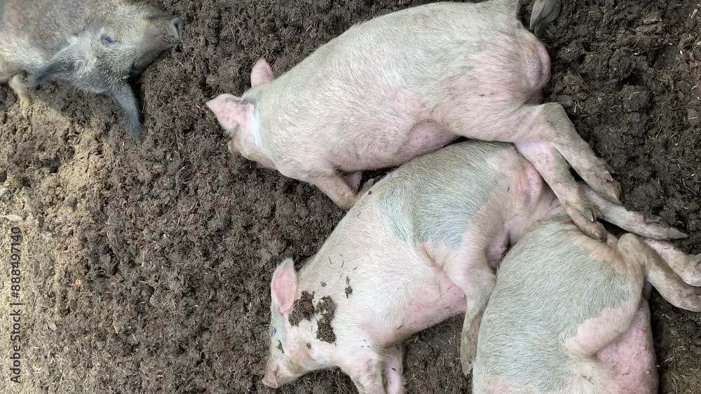 Pigs dormant in mud on the farm, top view and selective focus. Pig breeding concept Pigs dormant in mud on the farm, top view and selective focus. Pig breeding concept