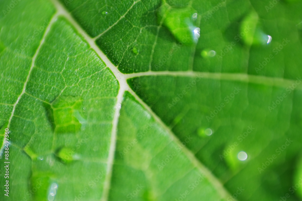 Macro shot of rain droplet or dew on green plant Macro shot of rain droplet or dew on green plant