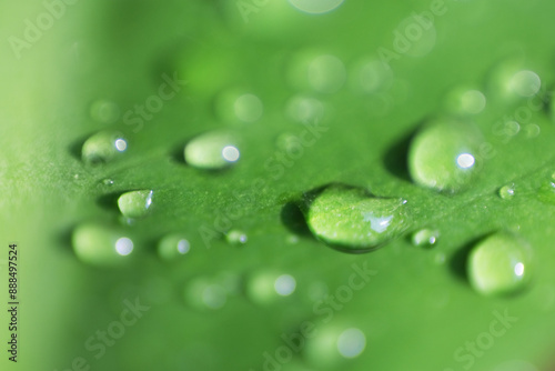 Macro shot of rain droplet or dew on green plant