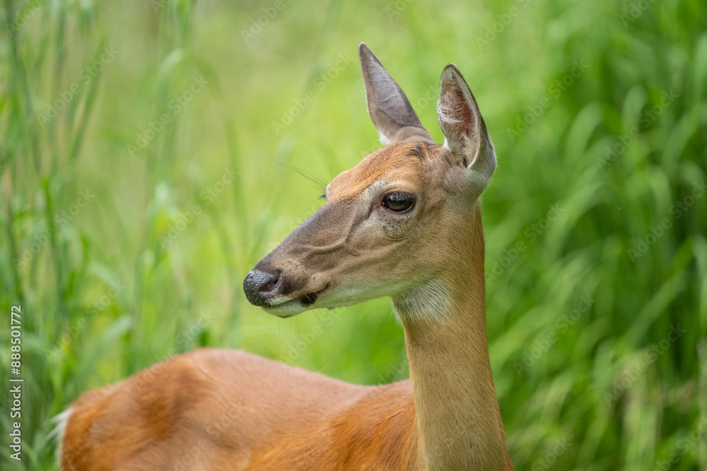 Fototapeta premium White-tailed Deer in Summer Meadow
