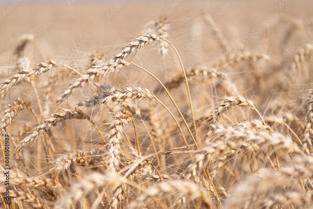 Fototapeta premium Wheat or barley agriculture field of summer crop harvest with rye spikelet