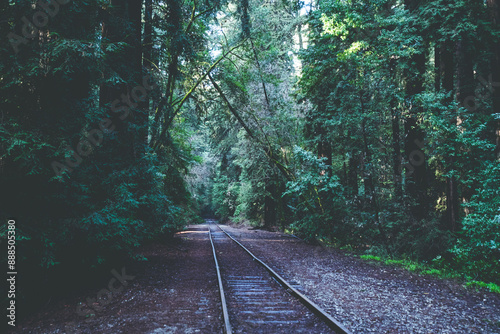 Train tracks in the redwood forest