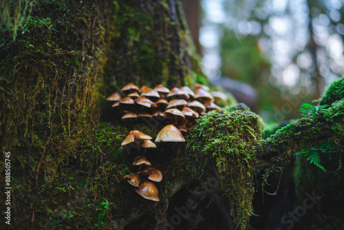 Closeup mushrooms growing on a mossy tree in the forest, Oregon