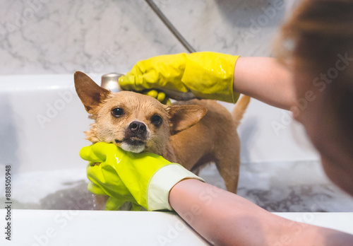 Chihuahua dog getting a bath in the tub, grooming