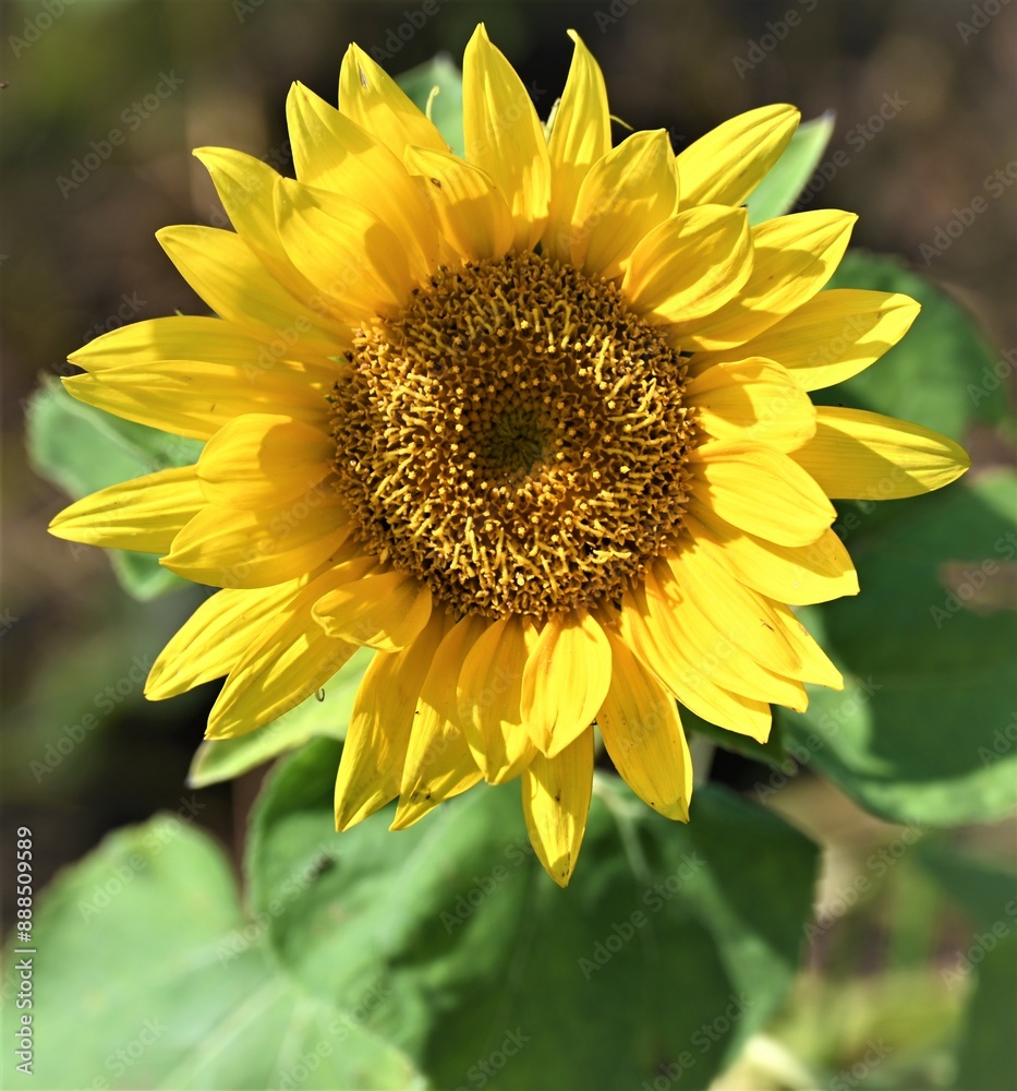 sunflower on the field sunflower on the field