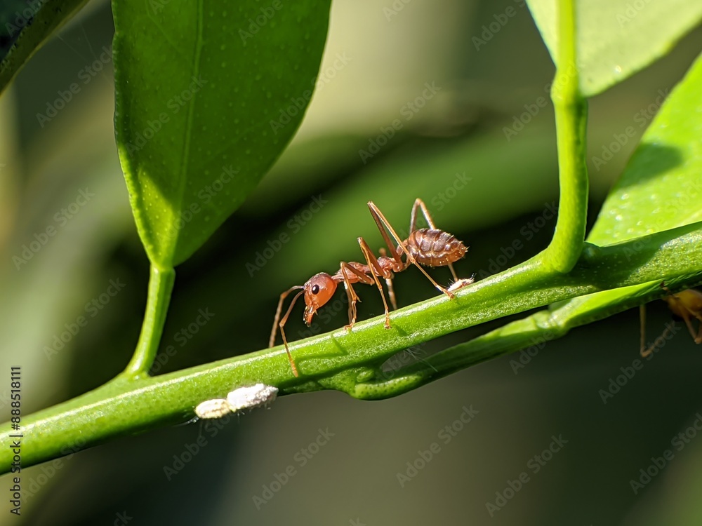 Weaver ants or Oecophylla are walking on a tree trunk Weaver ants or Oecophylla are walking on a tree trunk