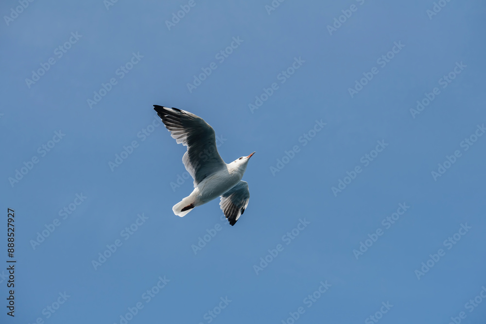 Obraz premium Seagull in flight with outstretched wings against a clear blue sky