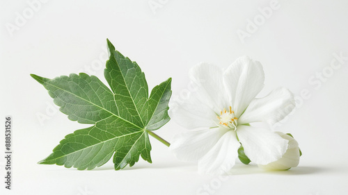 Jasmine Philadelphus flowers and leaves in a floral arrangement isolated on white background. Jasmine Philadelphus, floral arrangement, white background, flowers and leaves, isolated flowers,