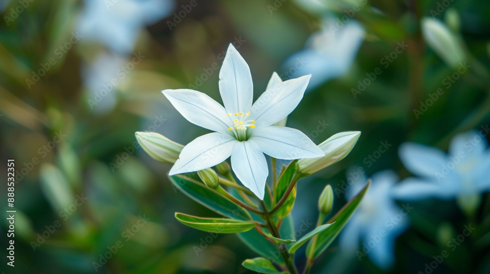 Jasmine Philadelphus flowers and leaves in a floral arrangement isolated on white background. Jasmine Philadelphus, floral arrangement, white background, flowers and leaves, isolated flowers, Jasmine Philadelphus flowers and leaves in a floral arrangement isolated on white background. Jasmine Philadelphus, floral arrangement, white background, flowers and leaves, isolated flowers,
