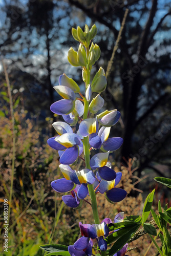 Bunch of Lupinus mutabilis a species of edible bean, with common names tarwi, chocho, altramuz, Andean lupin, pearl lupin. photo