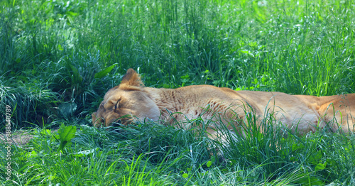 Lion is one of the four big cats in the genus Panthera, and a member of the family Felidae. With some males exceeding 250 kg (550 lb) in weight, it is the second-largest living cat after the tiger