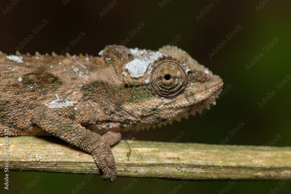 A beautiful adult Midlands Dwarf Chameleon Complex (Complex Bradypodion melanocephalum) displaying its camouflage A beautiful adult Midlands Dwarf Chameleon Complex (Complex Bradypodion melanocephalum) displaying its camouflage
