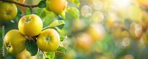2 Close-up of yellow apples on oak tree branches, bright sunlight, ripe fruit, fresh and organic