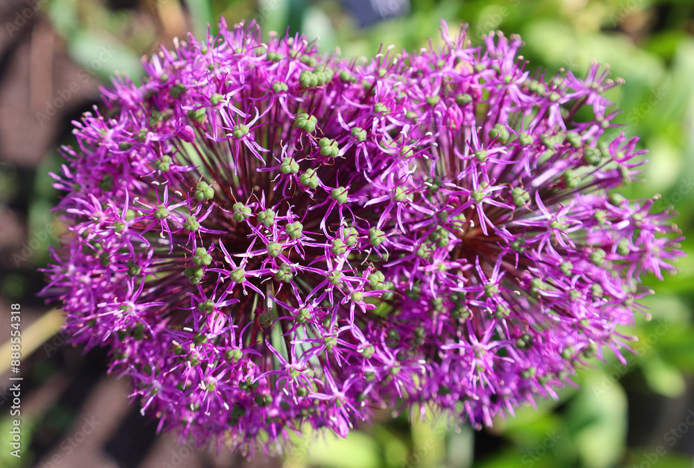 The onion genus Allium comprises monocotyledonous flowering plants and includes the onion, garlic, chives, scallion, shallot, and the leek as well as hundreds of wild species. The onion genus Allium comprises monocotyledonous flowering plants and includes the onion, garlic, chives, scallion, shallot, and the leek as well as hundreds of wild species.