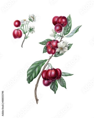 Set watercolor cherry red and red wine color illustration , elegant watercolor , isolated white background. Botanical clip art of berry fruit branches, leaves and flowers.
