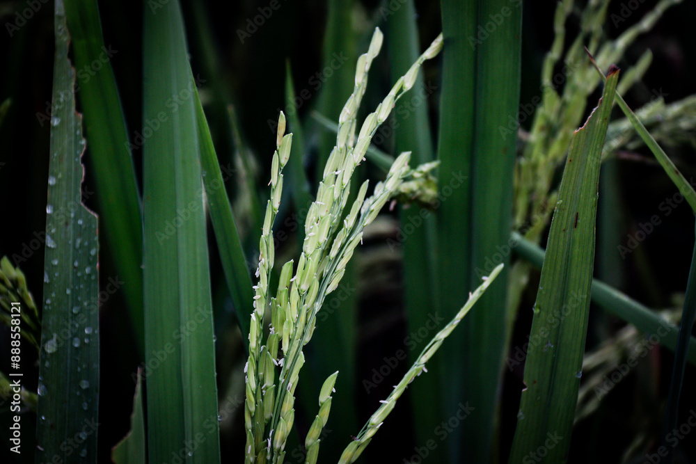 Blooming rice plant in paddy field. Essential crop from the Poaceae family, providing staple food for over half the world's population. Thrives in tropical, subtropical regions with high rainfall. Blooming rice plant in paddy field. Essential crop from the Poaceae family, providing staple food for over half the world's population. Thrives in tropical, subtropical regions with high rainfall.